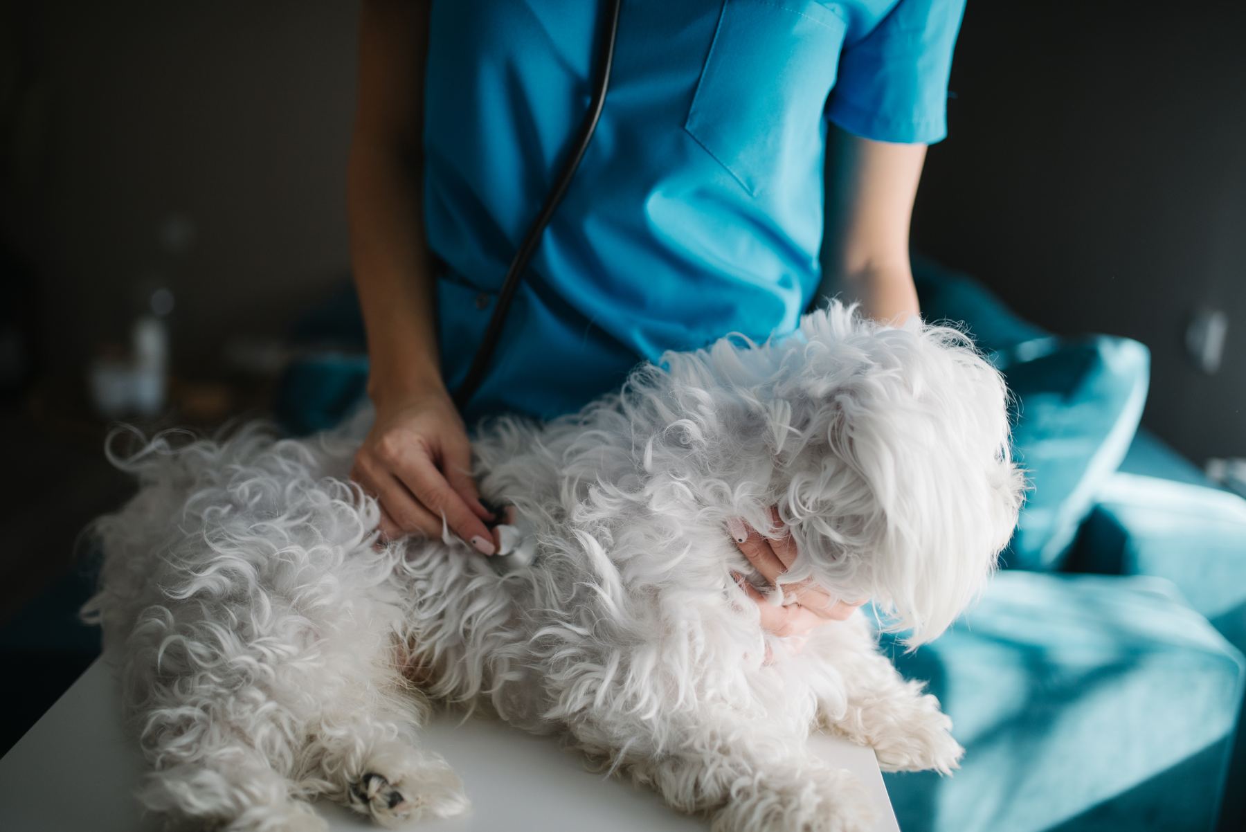 Behandlare som palperar en liten hund på behandlingsbordet