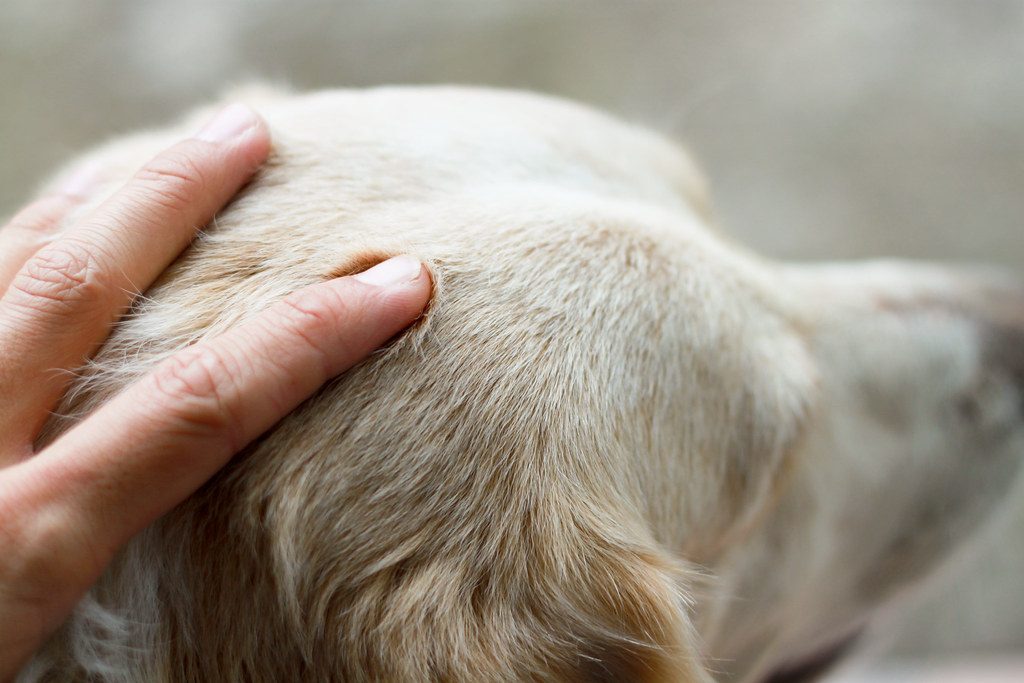 Hand som masserar en hunds huvud