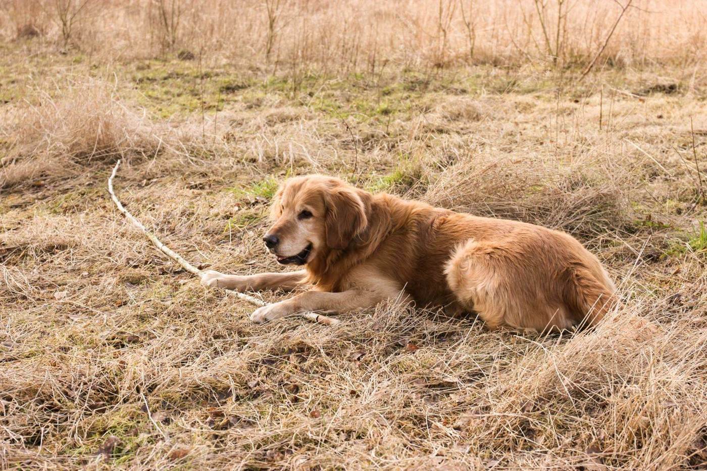 Golden retriever som ligger i gräset med en pinne efter träning