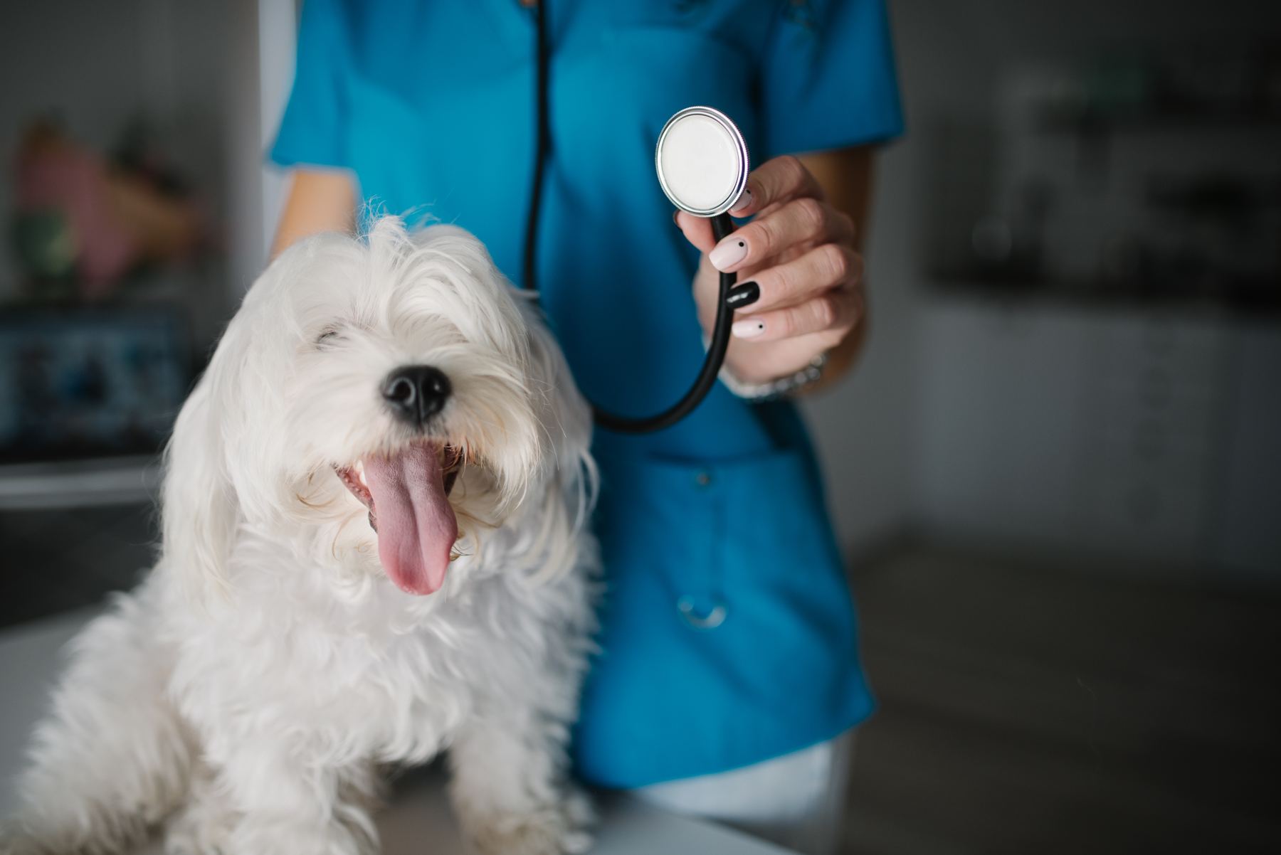Liten vit hund på behandlingsbordet hos en behandlare i blå uniform